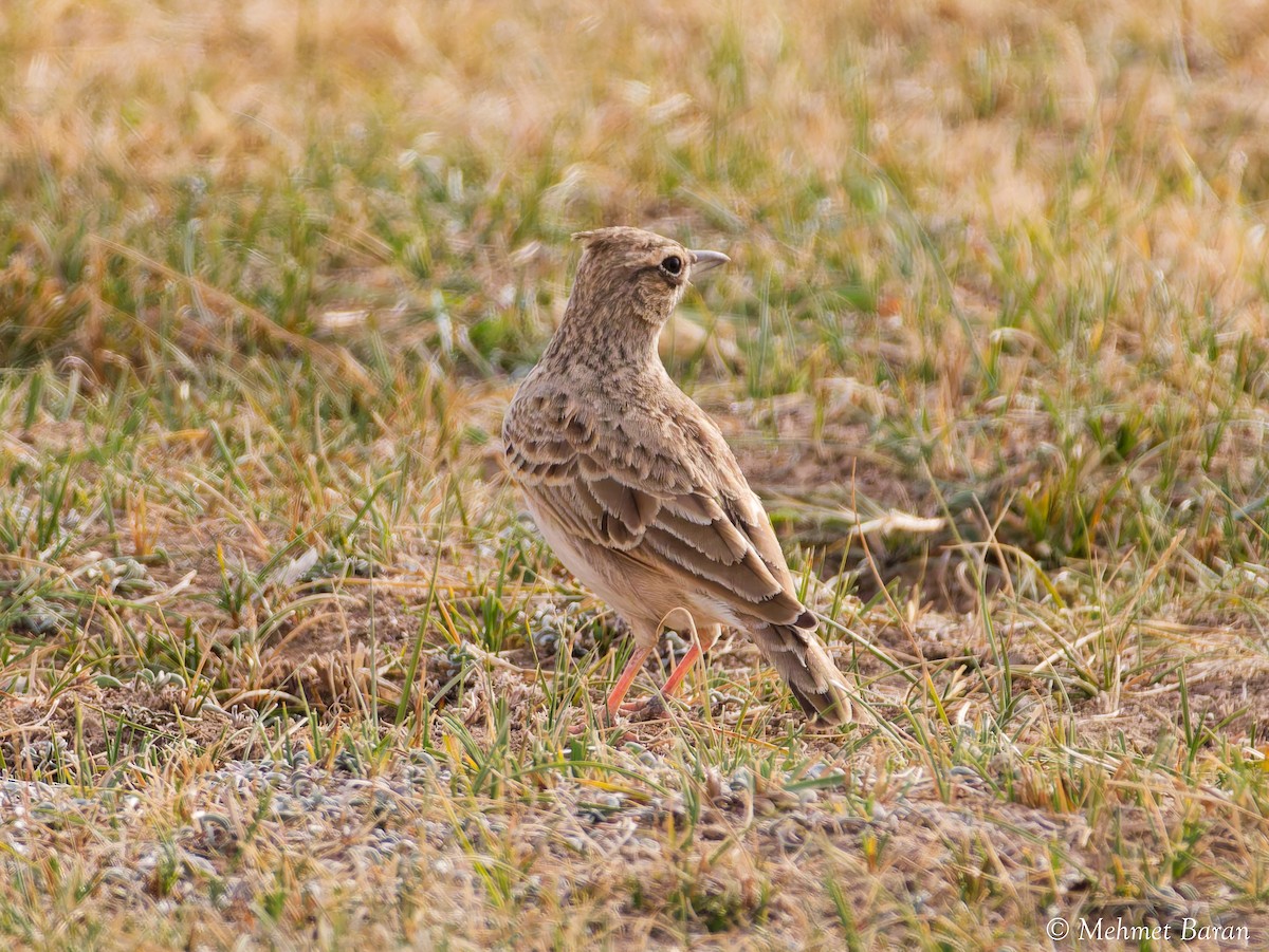 Crested Lark - ML646199950
