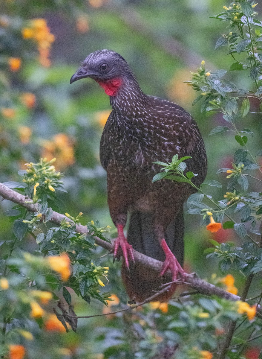 オビオシャクケイ - ML646199954