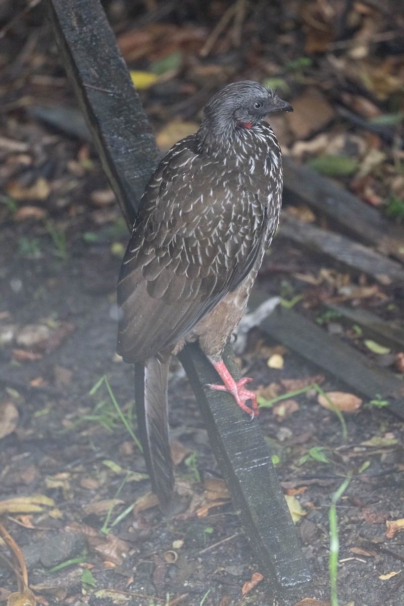 オビオシャクケイ - ML646199955