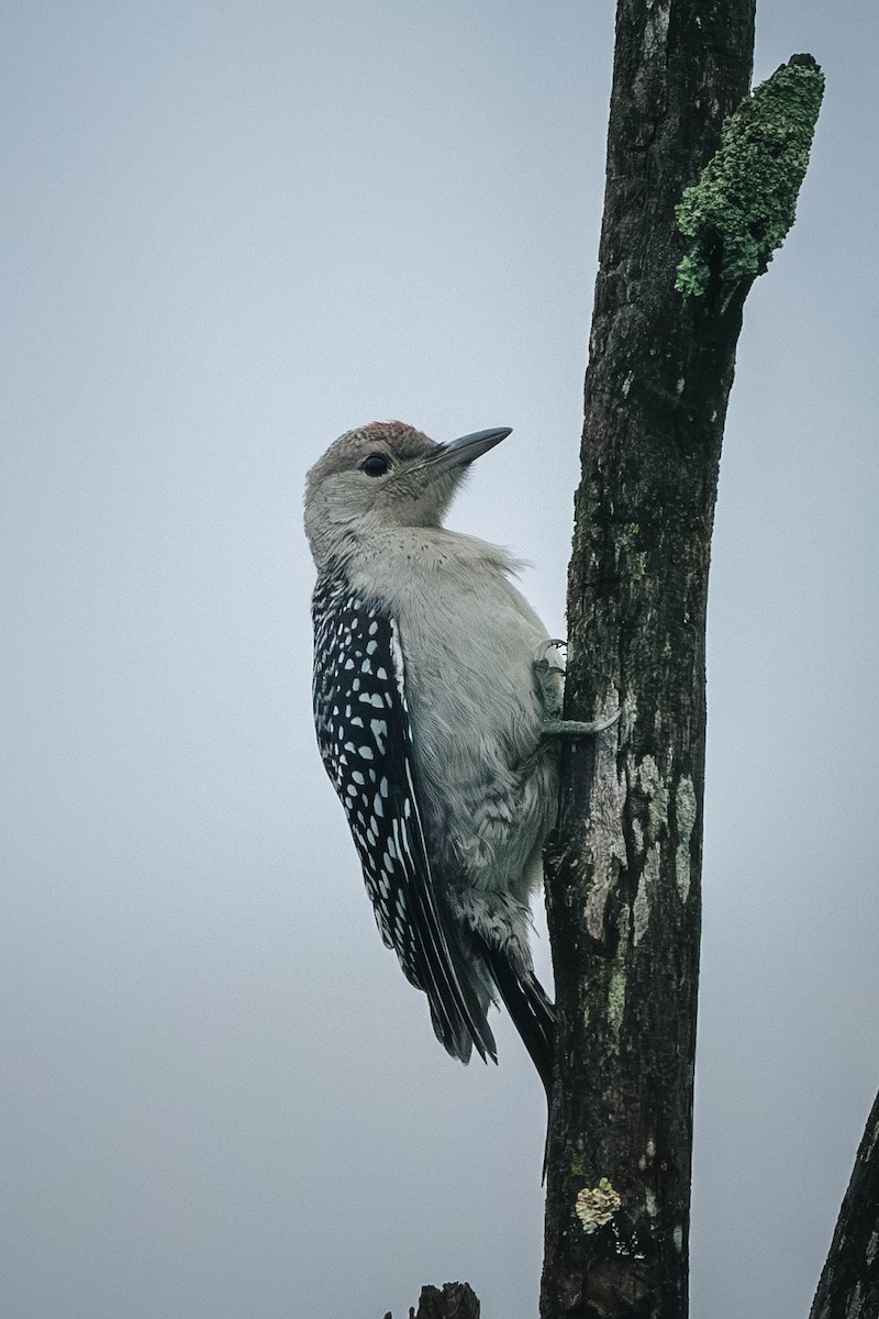 Red-bellied Woodpecker - ML646199960