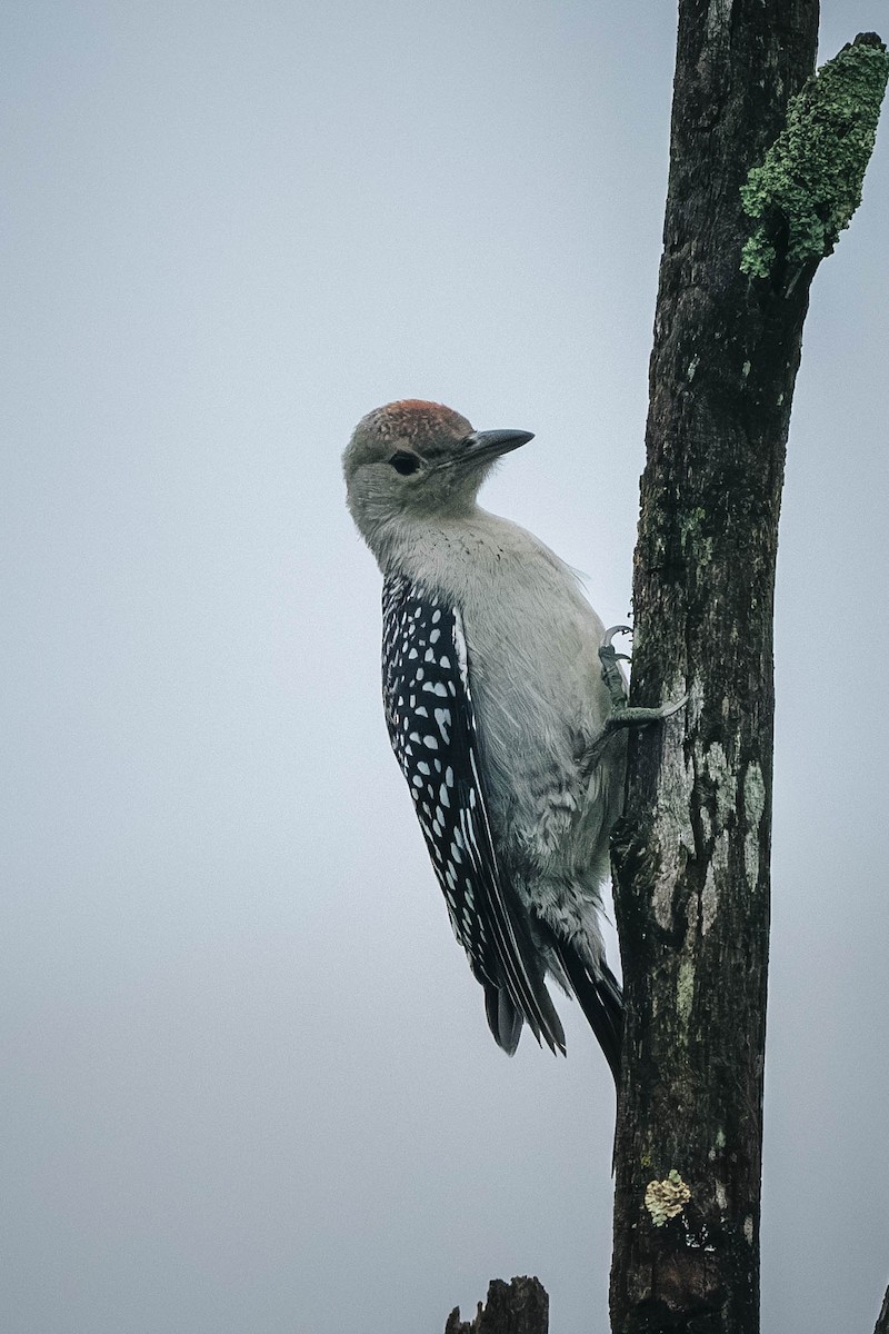 Red-bellied Woodpecker - ML646199961