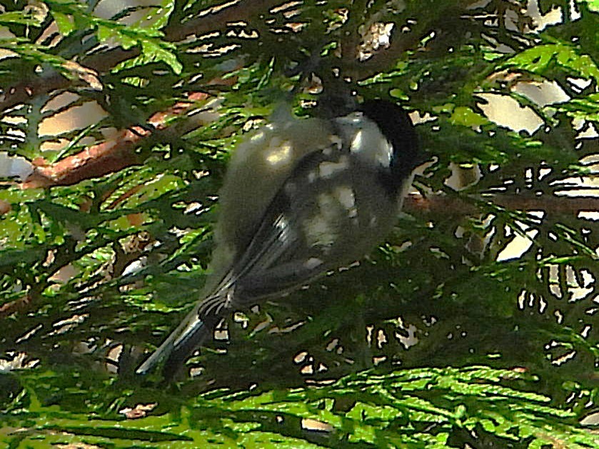 Carolina Chickadee - ML646199962