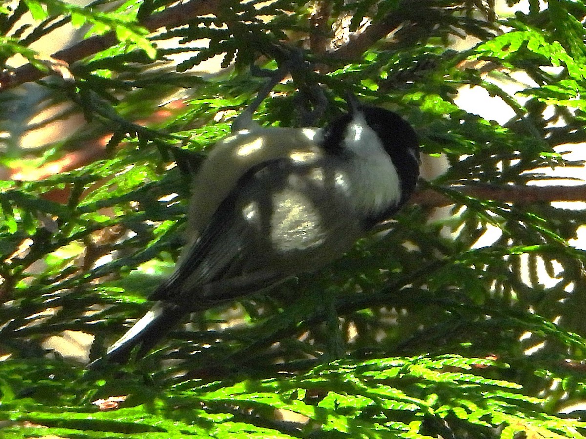 Carolina Chickadee - ML646199963
