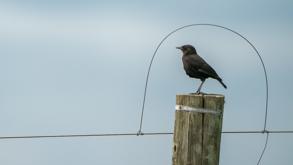 アリヒタキ - ML646199965