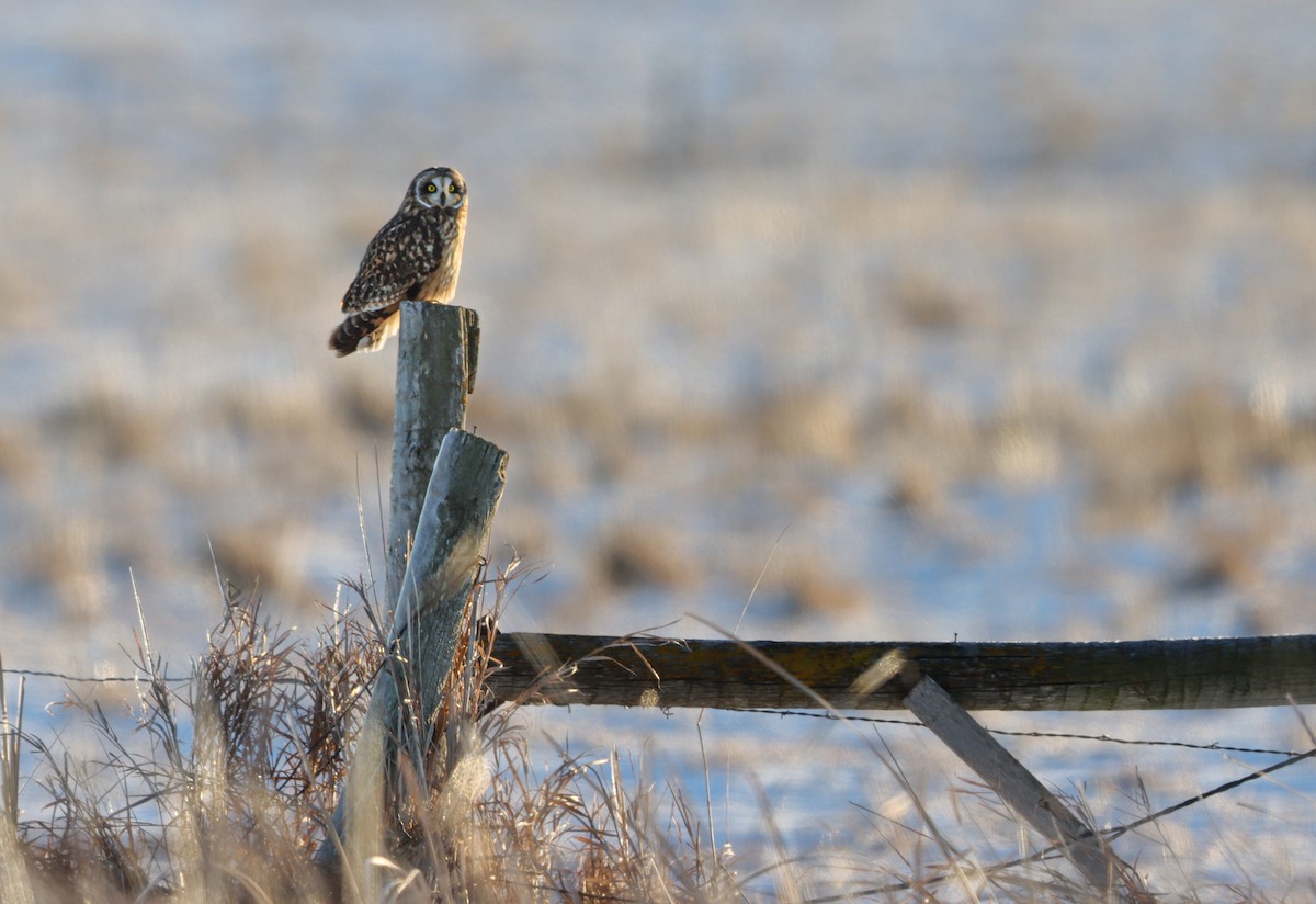 Short-eared Owl - ML646199966