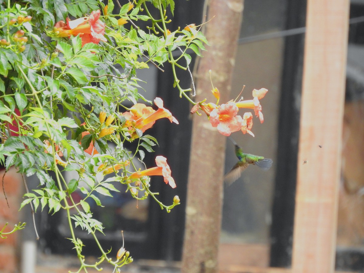 Black-throated Mango - ML646199967