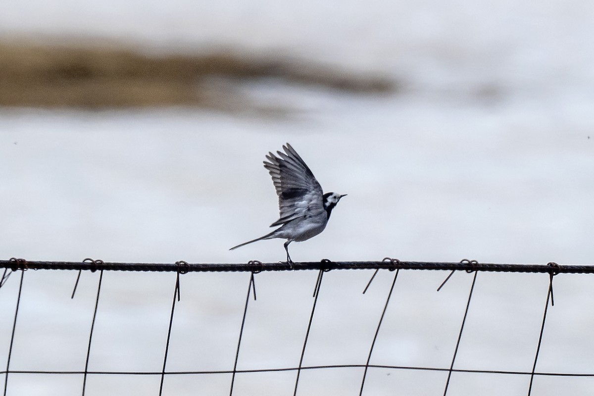 White Wagtail - ML646199969