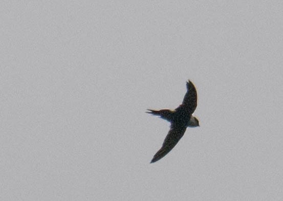 Lesser Swallow-tailed Swift - ML646199985