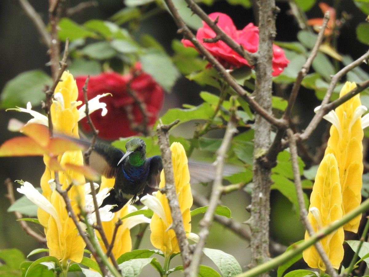 Fork-tailed Woodnymph - ML646199987