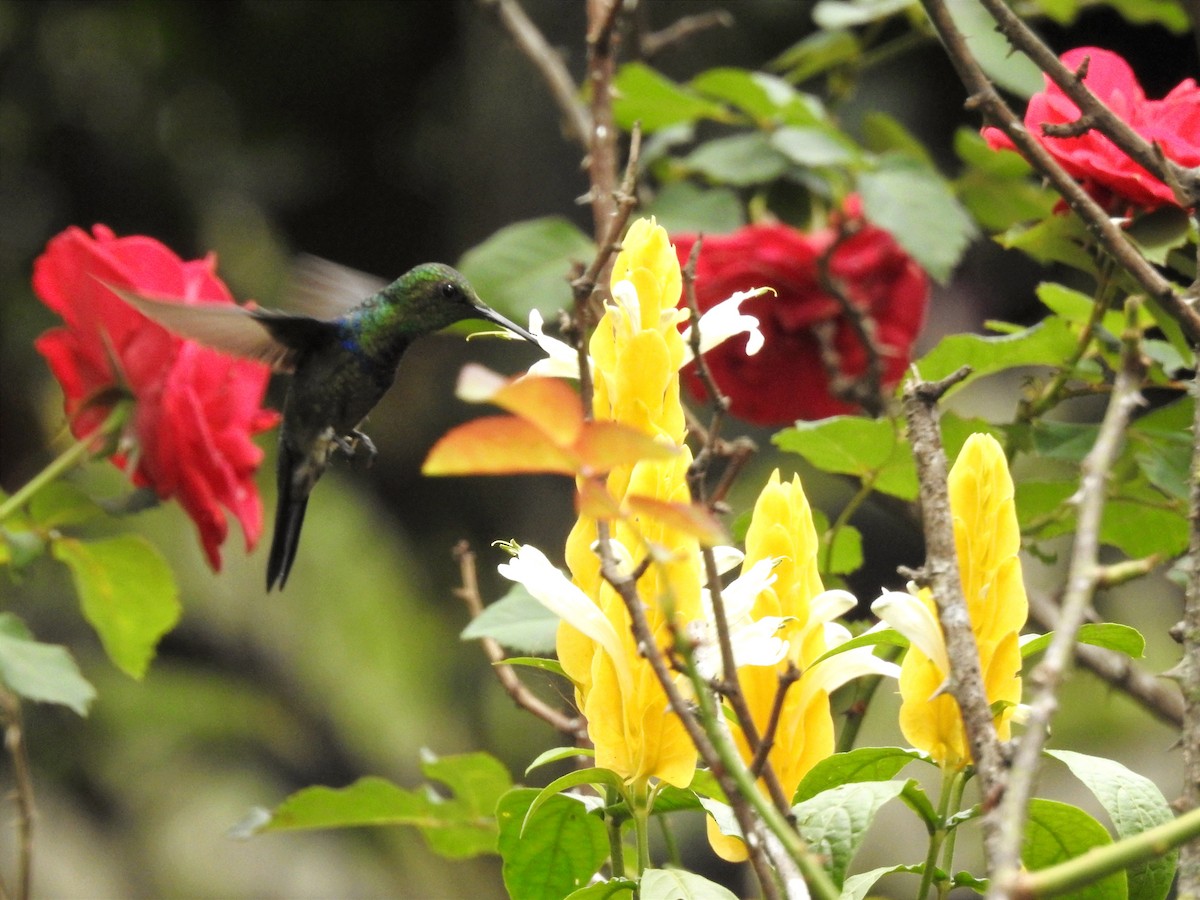 Fork-tailed Woodnymph - ML646199988