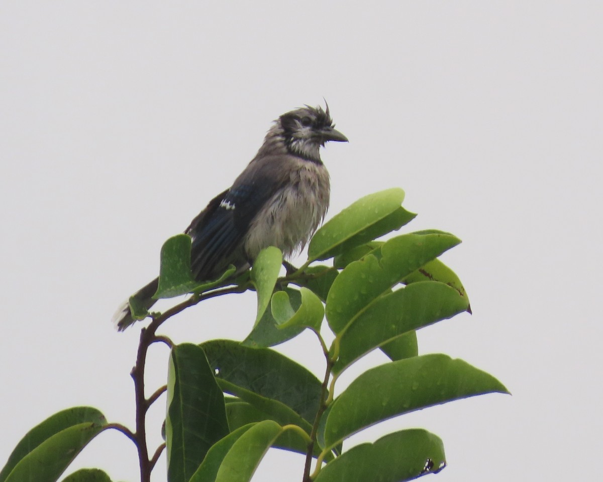 Geai bleu - ML646199989