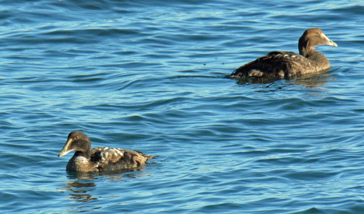 ærfugl - ML646199998