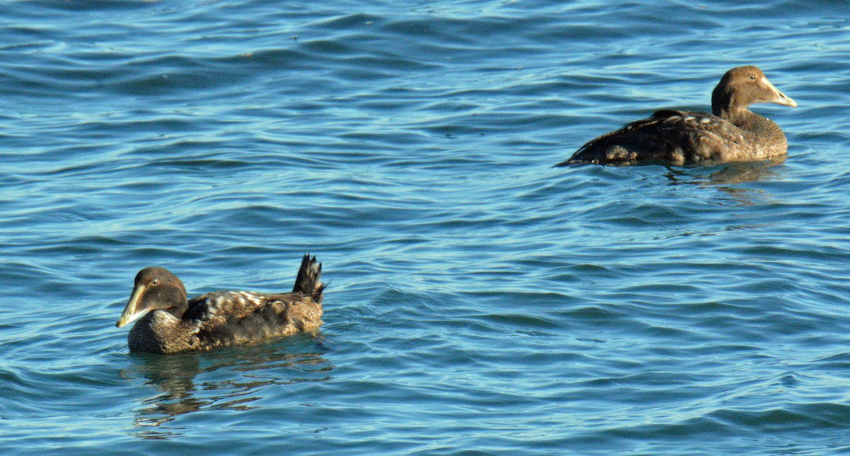 ærfugl - ML646199999