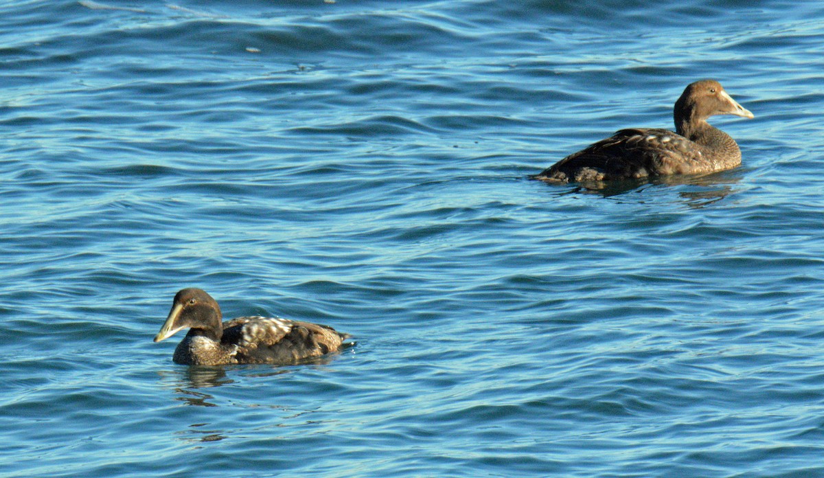 ærfugl - ML646200000