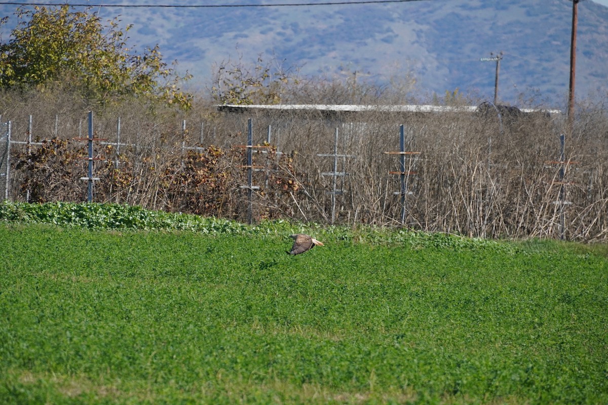 Long-legged Buzzard - ML646200002