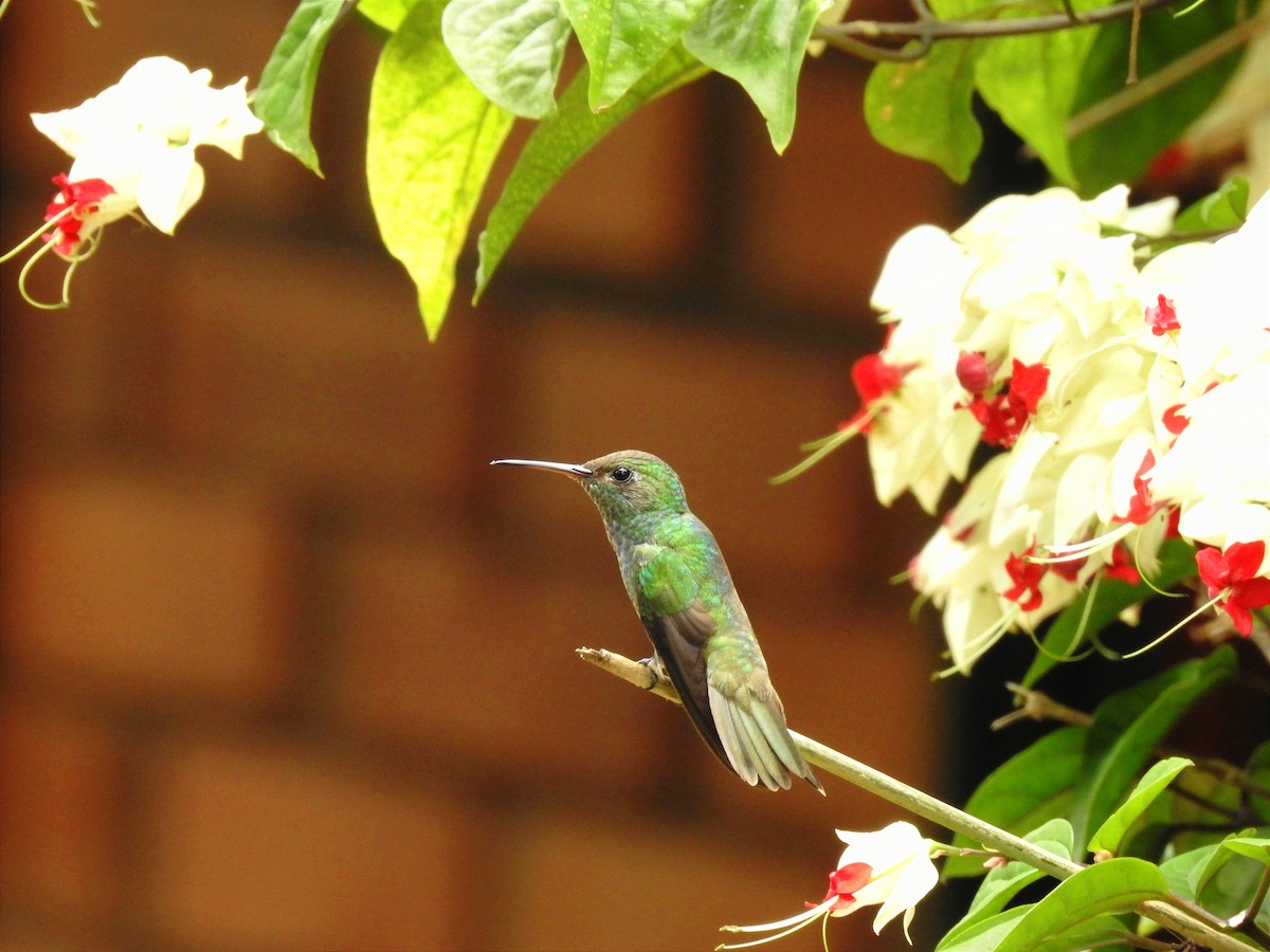 Versicolored Emerald - ML646200004