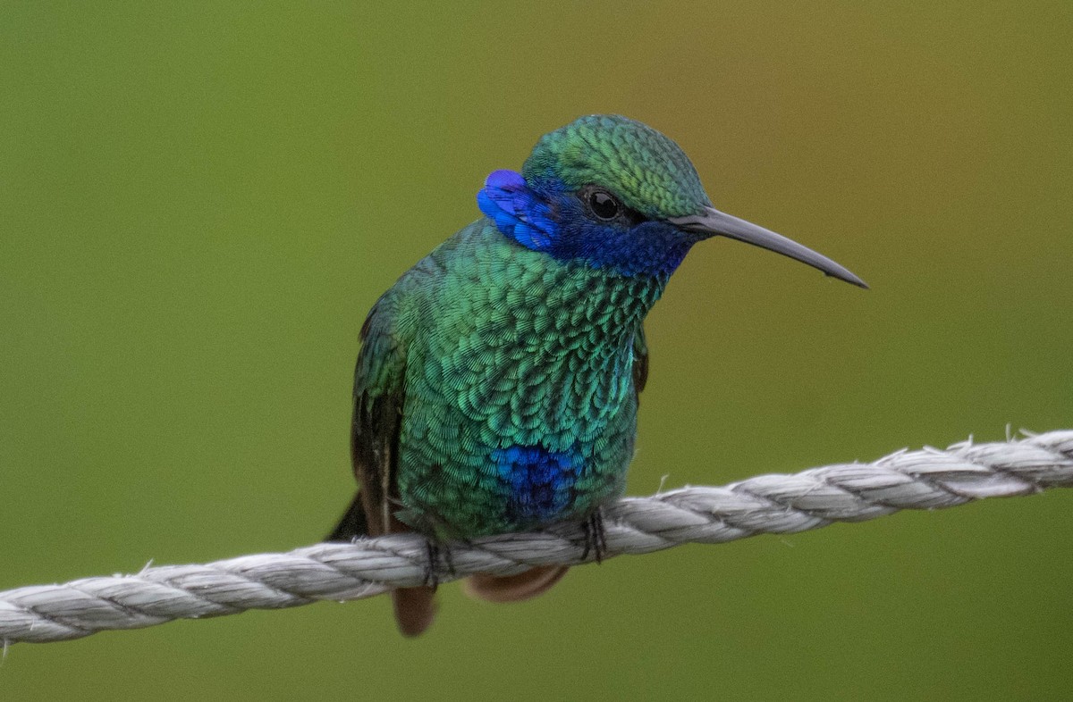 Colibrí Rutilante - ML646200006