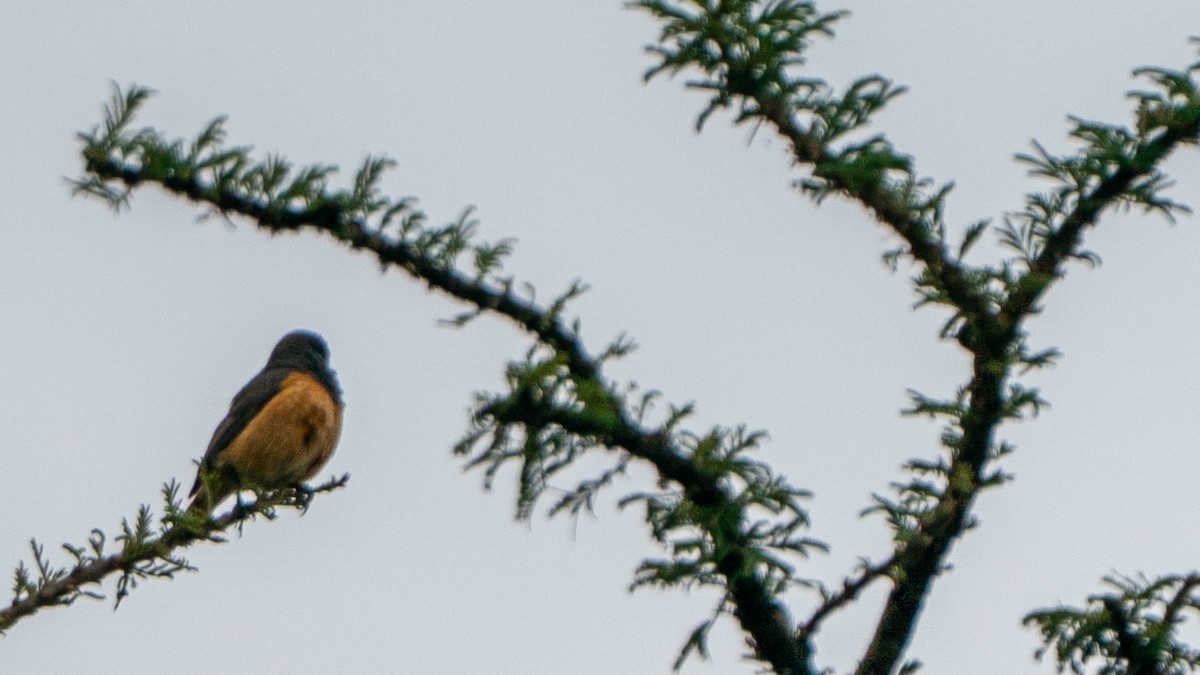 Little Rock-Thrush - ML646200013