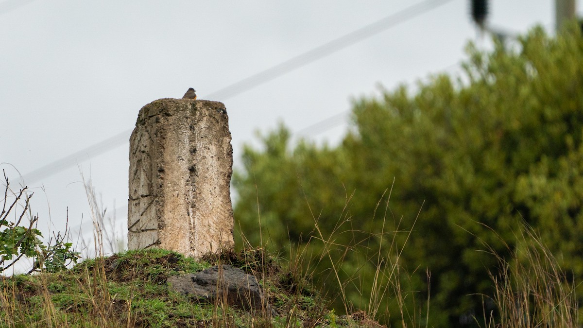 Little Rock-Thrush - ML646200014