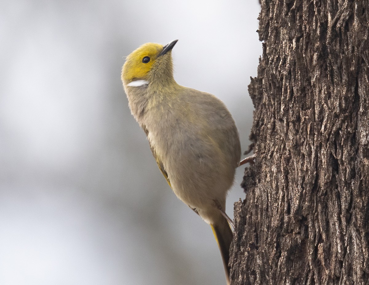 hvitsmykkehonningeter - ML646200016