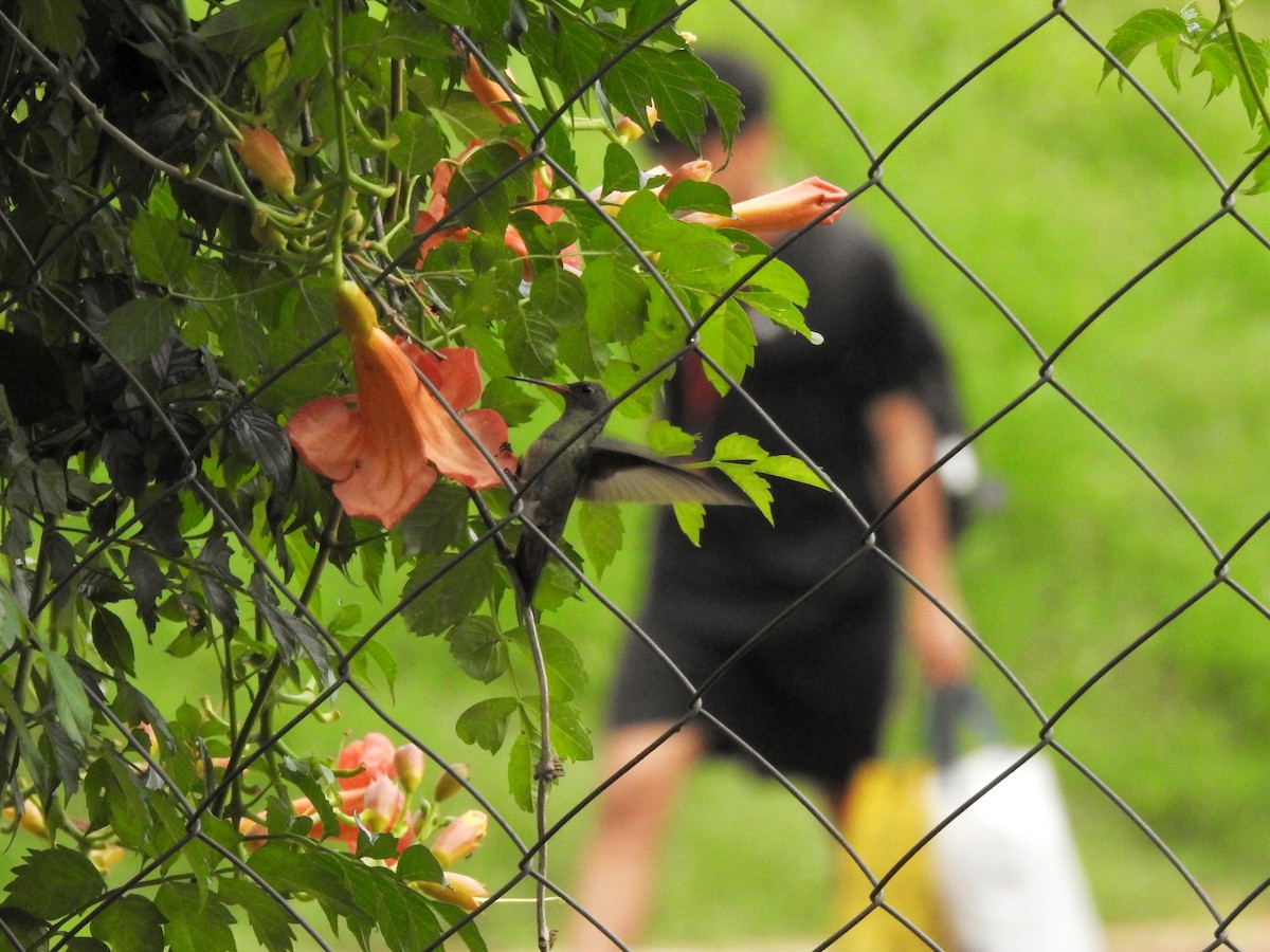 Gilded Hummingbird - ML646200019