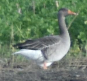 husa velká - ML646200022