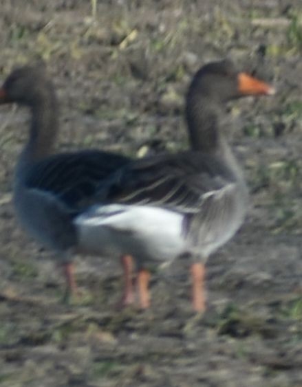 husa velká - ML646200023