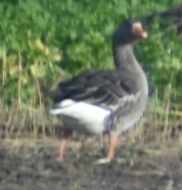 husa velká - ML646200024