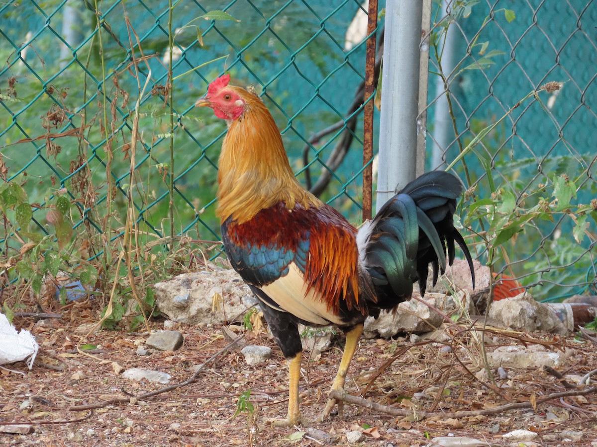 Red Junglefowl - ML646200029