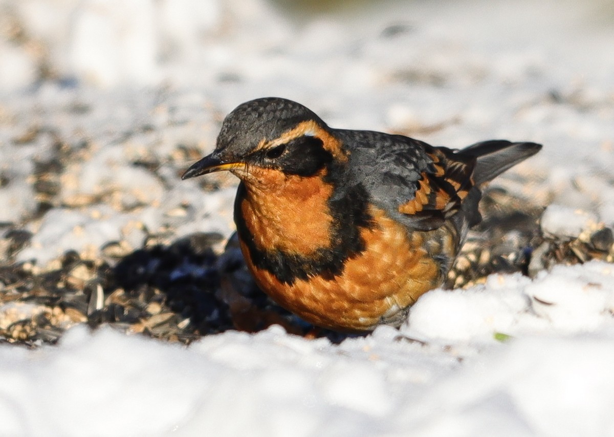 Varied Thrush - ML646200030