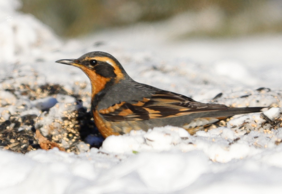 Varied Thrush - ML646200031
