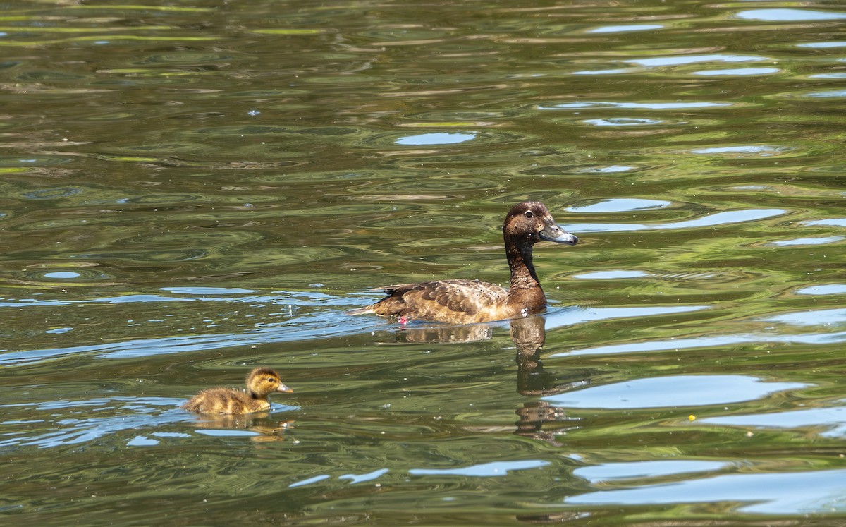 Hardhead - ML646200039