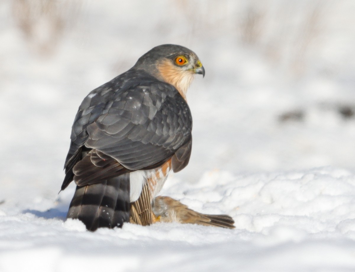 Sharp-shinned Hawk - ML646200046