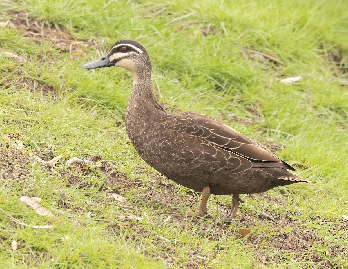 Pacific Black Duck - ML646200058