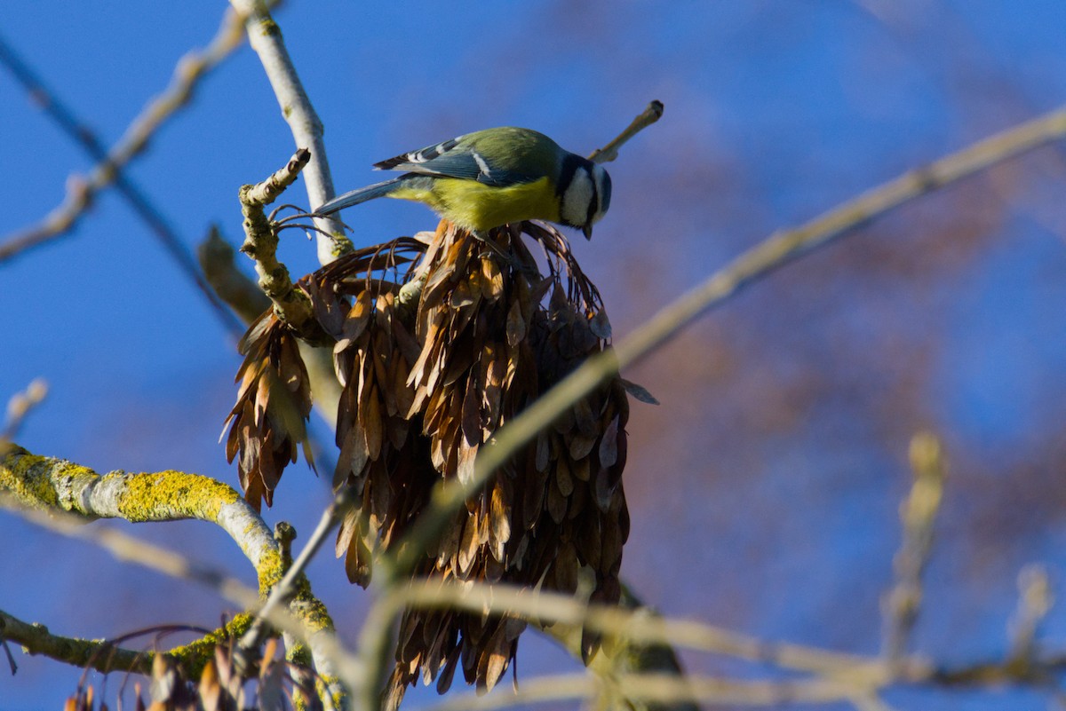 Eurasian Blue Tit - ML646200068