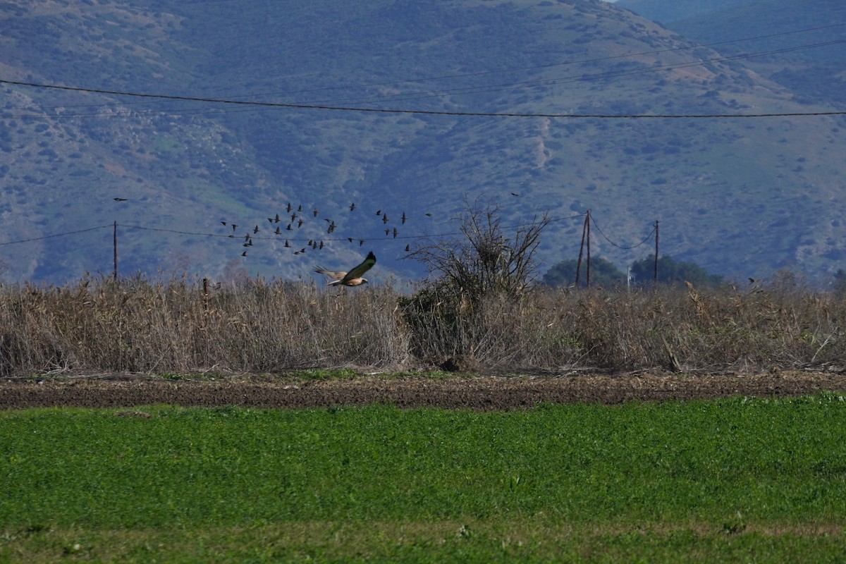 Long-legged Buzzard - ML646200070