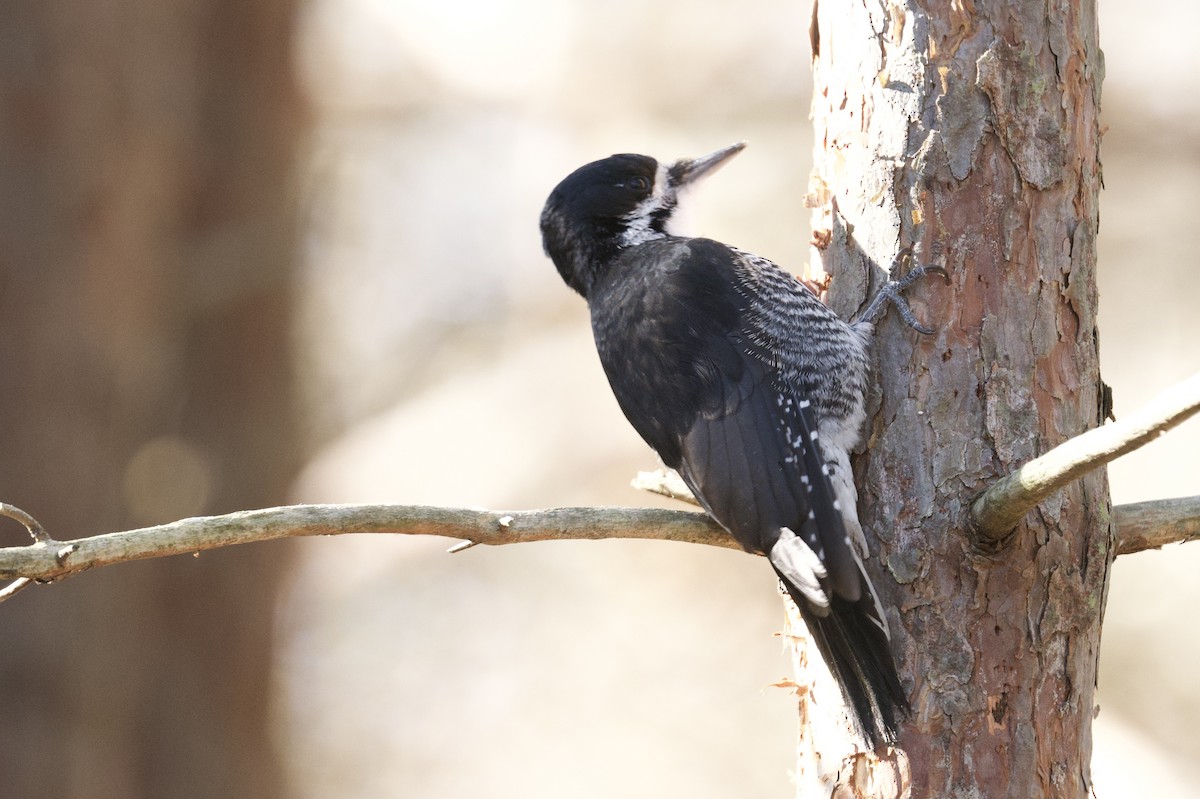 Black-backed Woodpecker - ML646200071