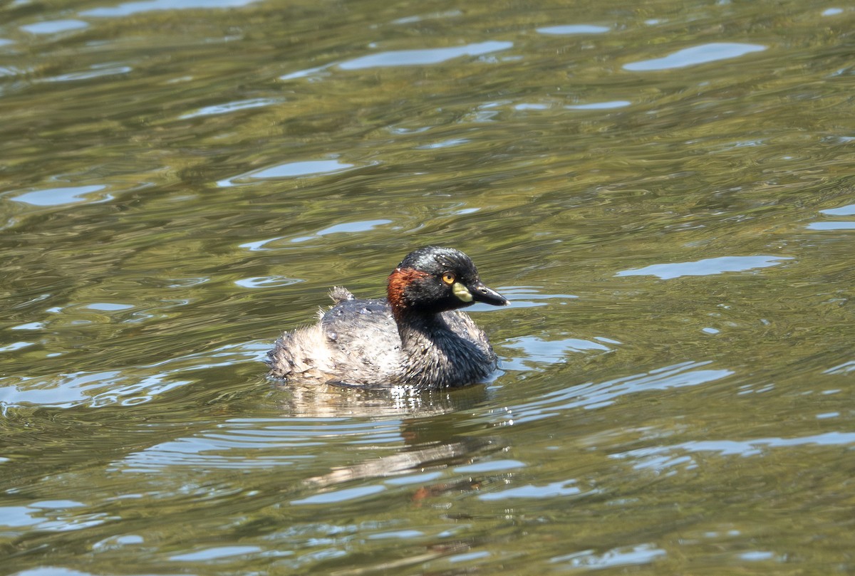 Австралийская поганка - ML646200072