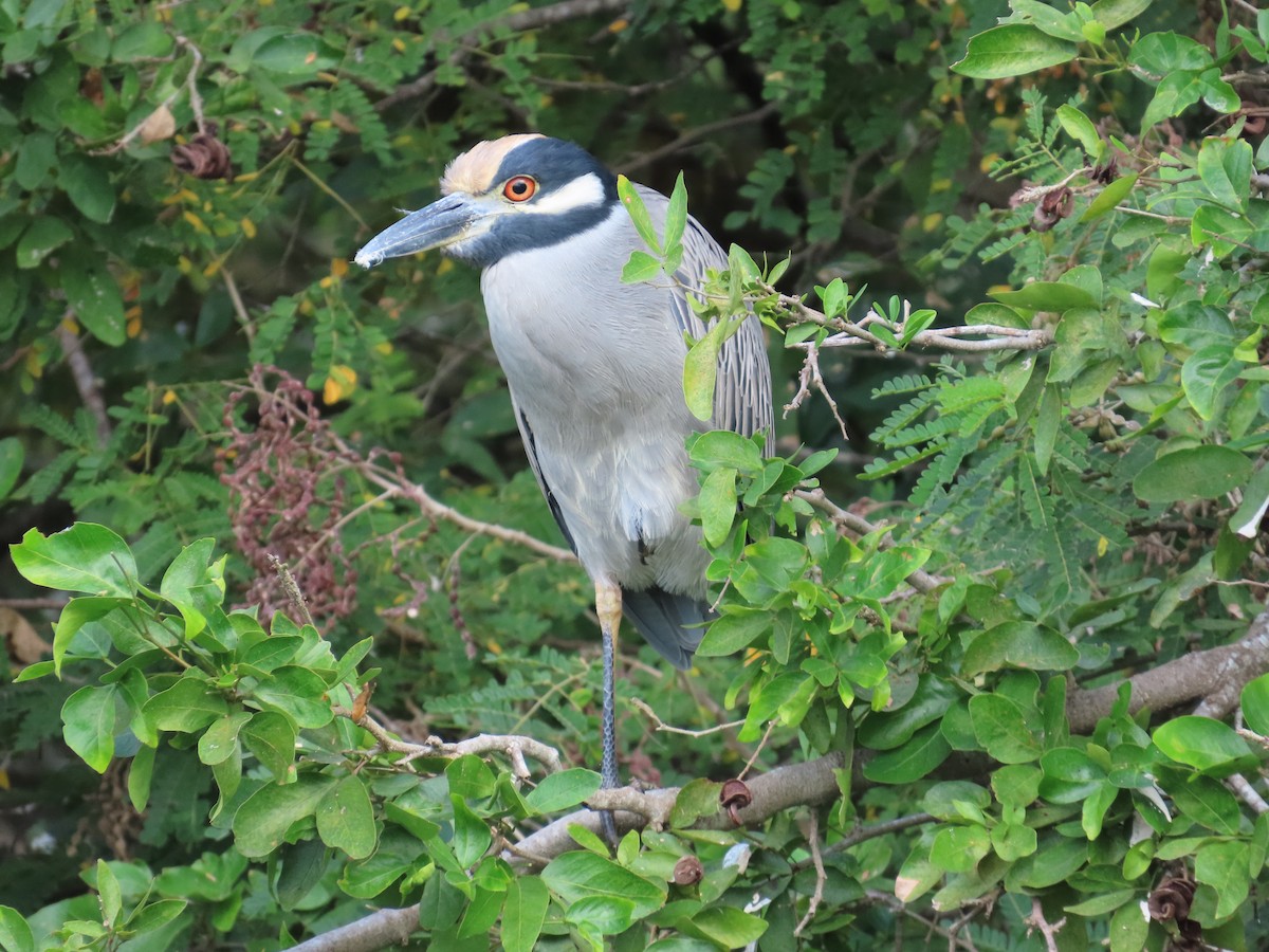 gulkronehegre - ML646200077