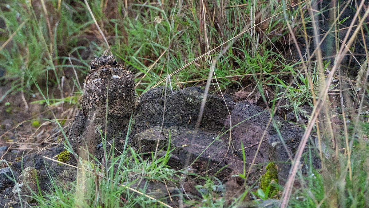 Montane Nightjar - ML646200078