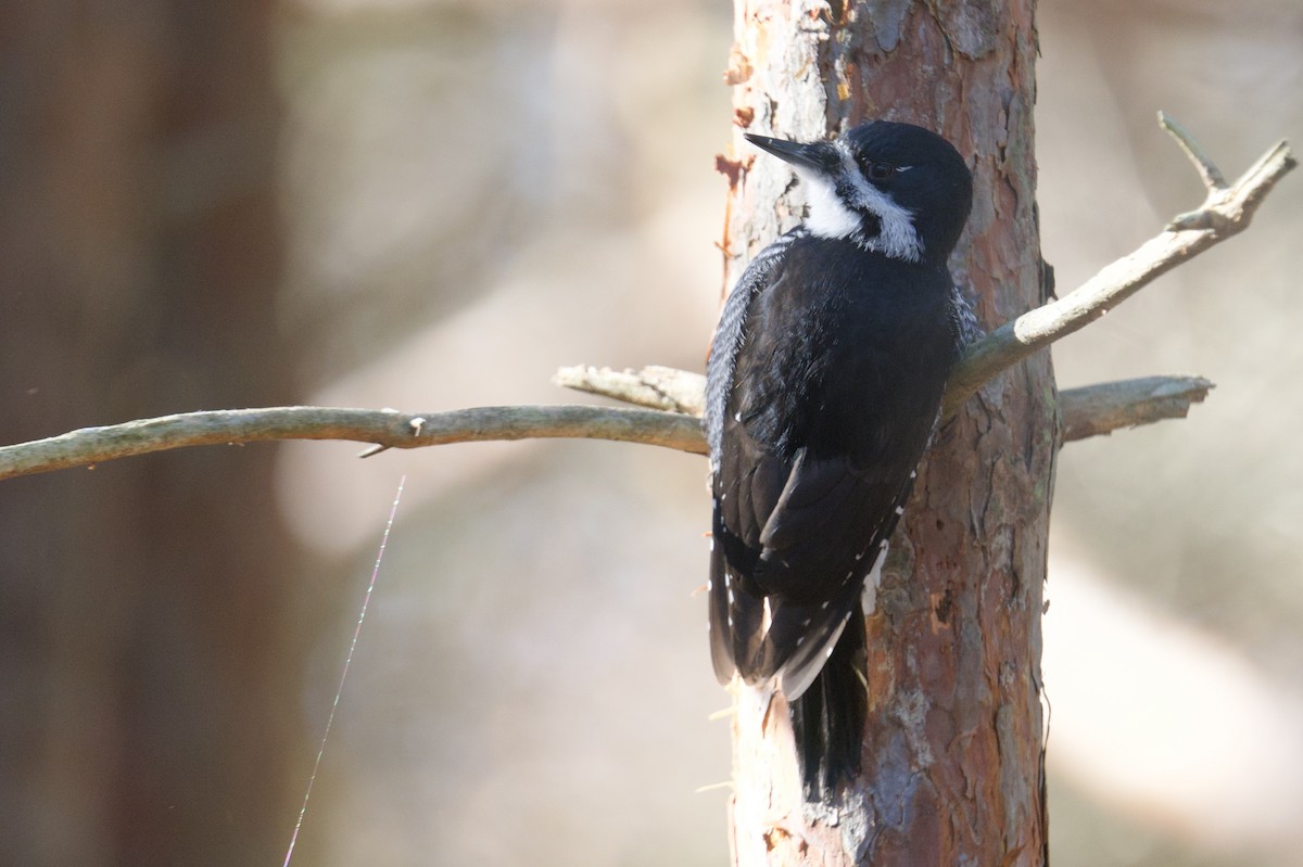 Black-backed Woodpecker - ML646200092