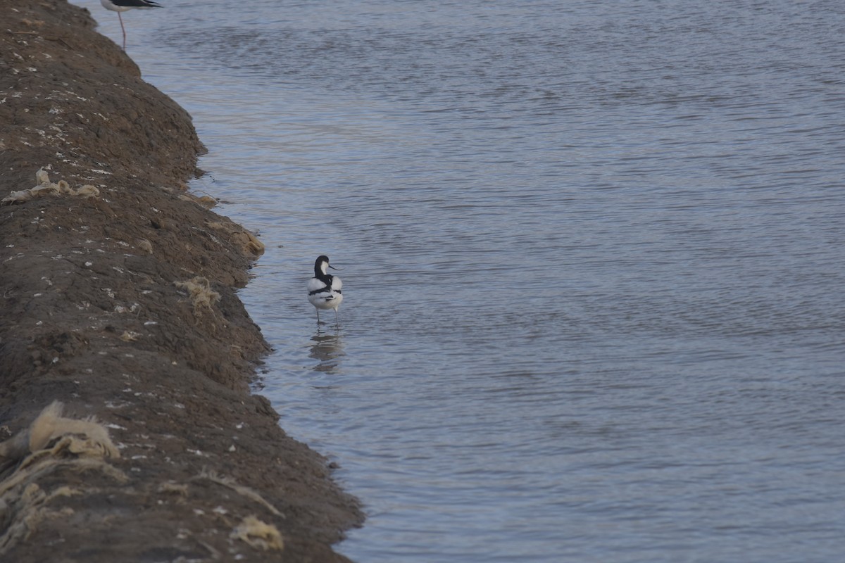 Pied Avocet - ML646200094