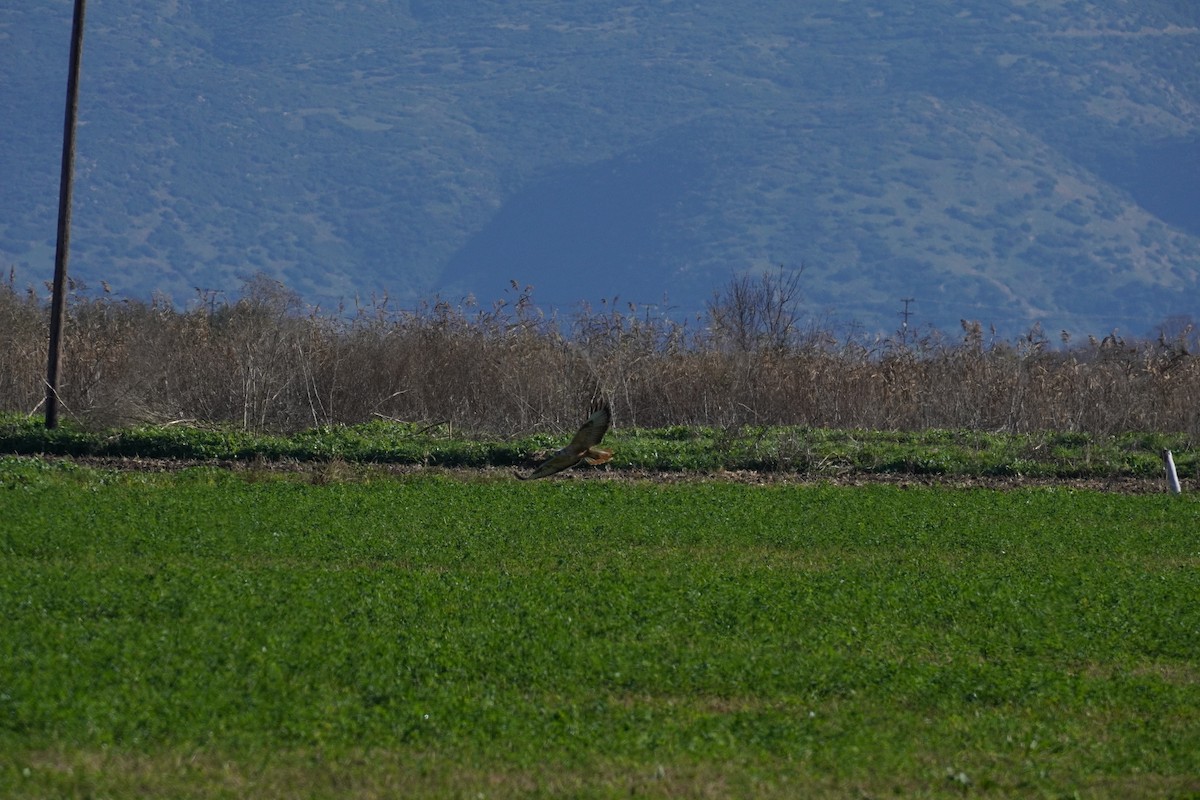 Long-legged Buzzard - ML646200101