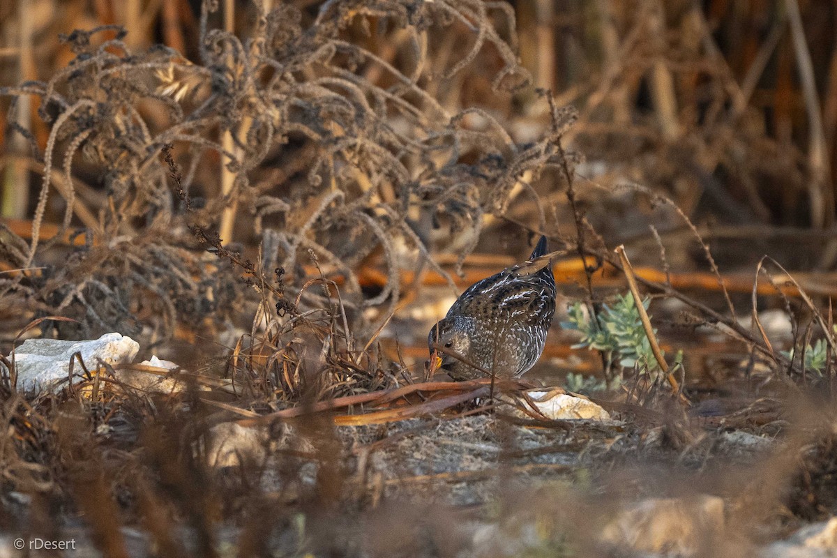 Spotted Crake - ML646200105