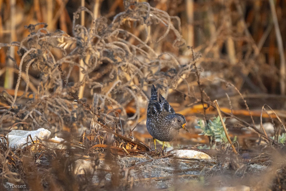 Spotted Crake - ML646200106