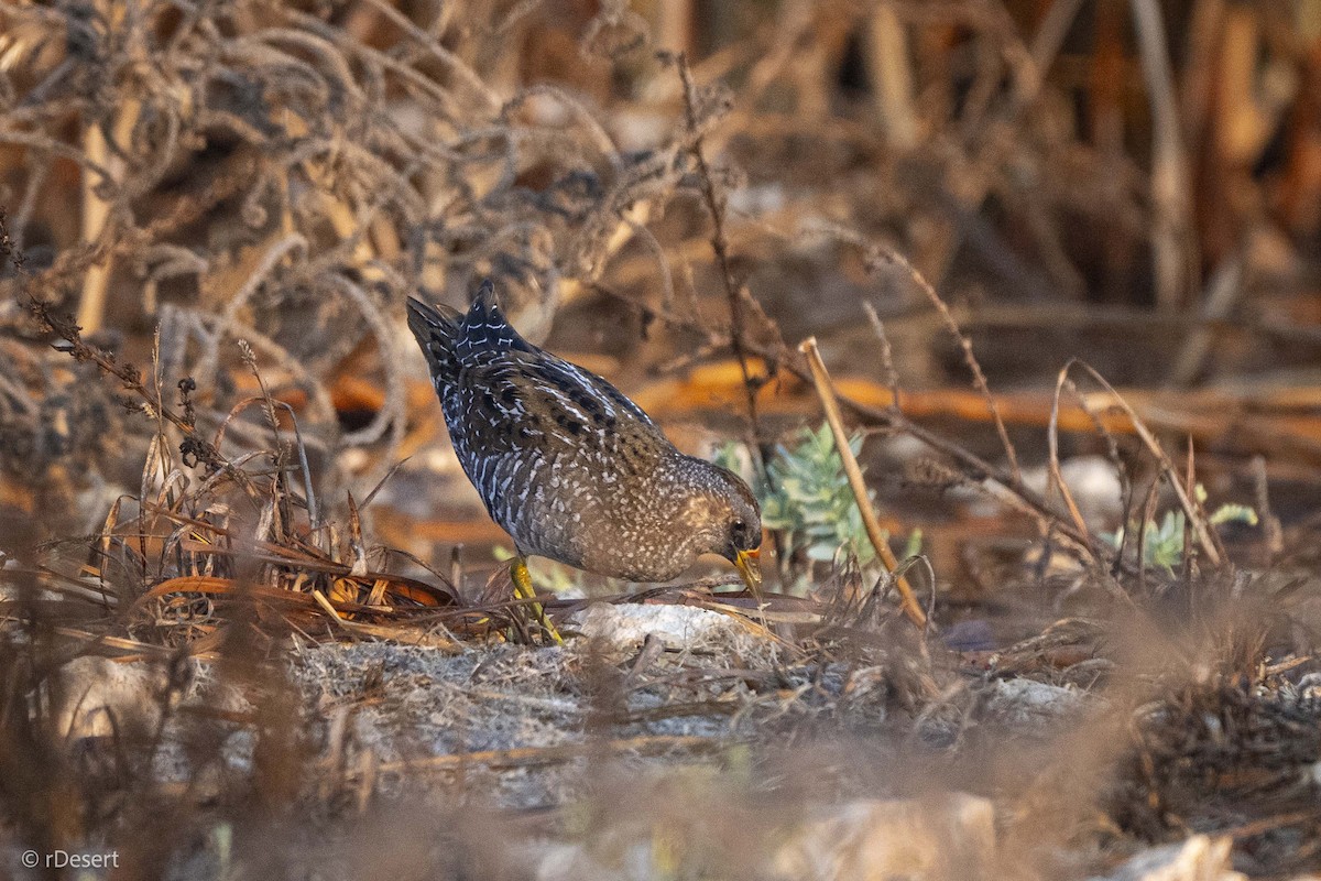 Spotted Crake - ML646200107