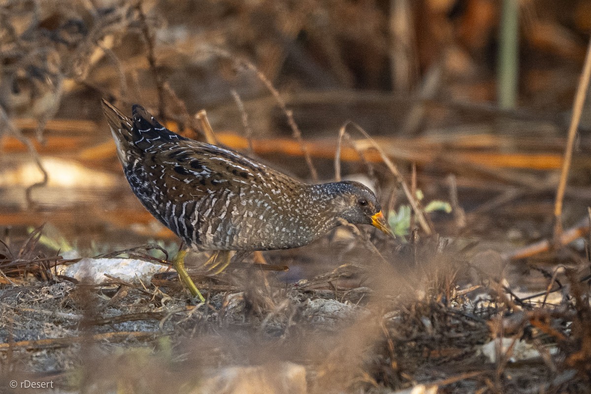 Spotted Crake - ML646200108