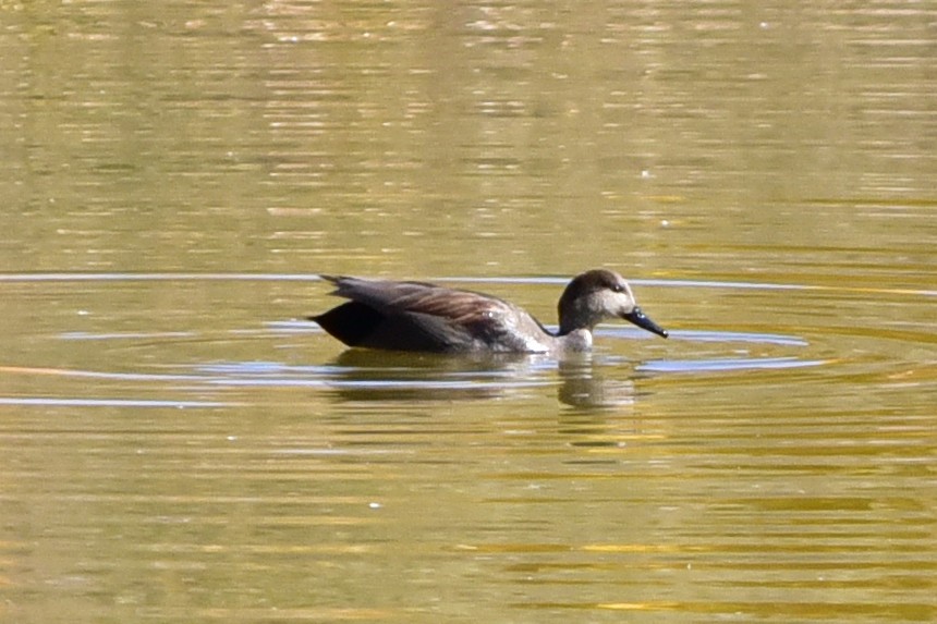 Ipar-ahatea - ML646200115