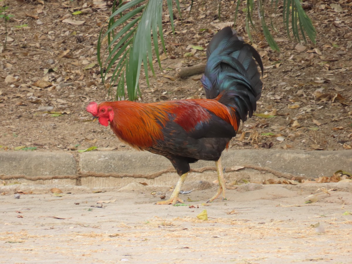 Red Junglefowl - ML646200118