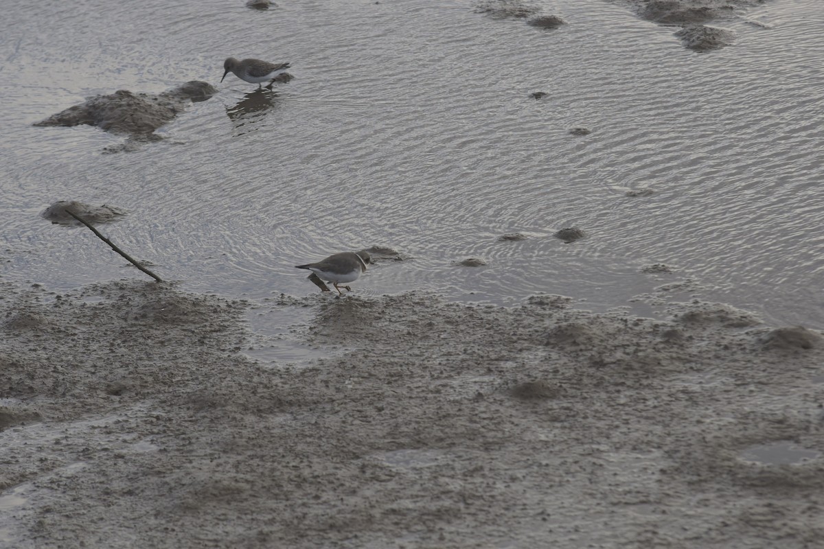 Common Ringed Plover - ML646200121